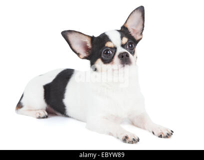 Un chien chihuahua isolated over white background Banque D'Images