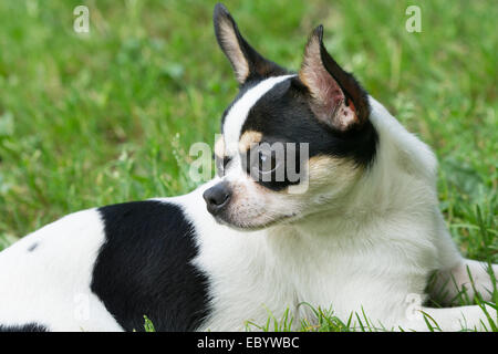 L'un chihuahua se trouve sur fond d'herbe verte Banque D'Images