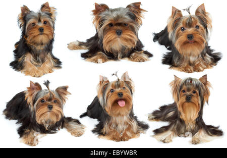 Collection de six cute Yorkshire Terriers over white