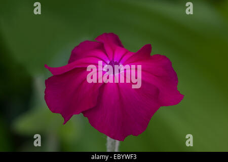 Une fleur de Lychnis coronaria sur fond vert Banque D'Images