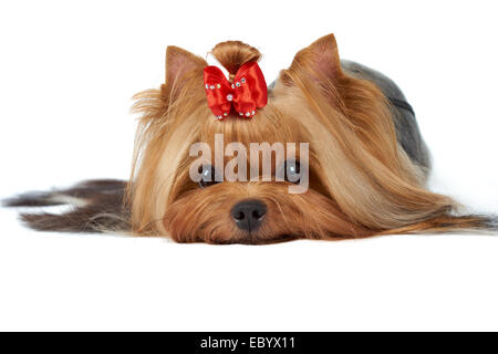 Yorkshire Terrier avec de beaux yeux isolated on white Banque D'Images