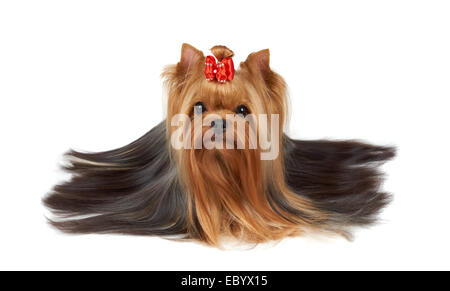 Yorkshire Terrier avec de beaux cheveux longs on white Banque D'Images