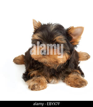 Adorable petit chien isolé sur blanc. Yorkshire Terrier Banque D'Images