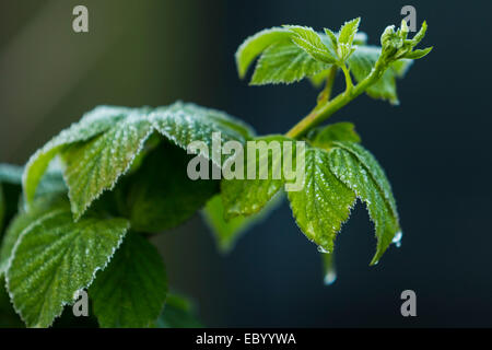 South Norwood, Londres, Royaume-Uni. 6 décembre 2014. Météo britannique. Un matin givre couvrant les feuilles sur une froide journée d'hiver Crédit : Cecilia Colussi/Alamy Live News Banque D'Images