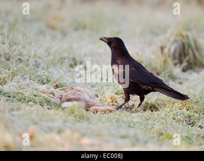 Corneille noire Corvus corone sur le terrain les charognards sur un lapin Banque D'Images