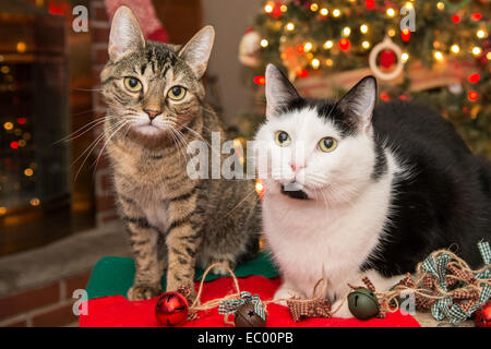 Chats de Noël Banque D'Images