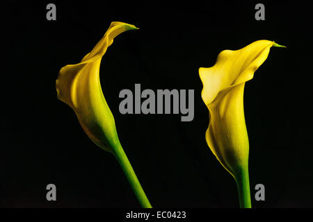 Deux zantedeschia jaune (Zantedeschia aethiopica) fleurs sur fond noir. Également connu sous le nom d'arum. Banque D'Images