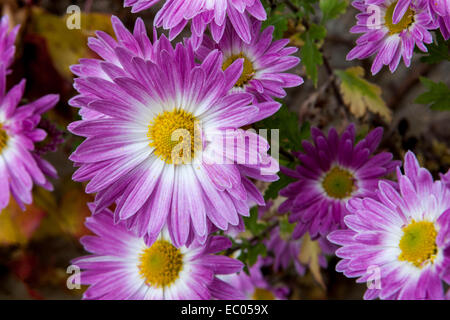 En fleur, asters Aster Rose Banque D'Images