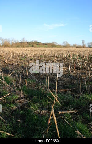 Eysey Hill avec un champ de l'agriculteur dans l'avant-plan Banque D'Images