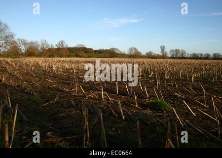 Eysey Hill avec un champ de l'agriculteur dans l'avant-plan Banque D'Images