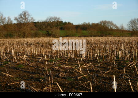 Eysey Hill avec un champ de l'agriculteur dans l'avant-plan Banque D'Images