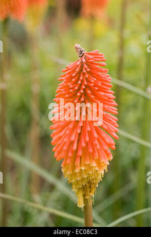 Kniphofia fleurs. Red Hot Poker fleurs. Banque D'Images