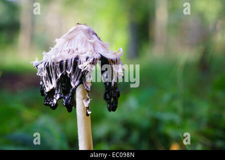 Shaggy cap d'encre (Coprinus comatus champignons), également connu sous le nom de la perruque de l'avocat, dans un bois en Ecosse. Banque D'Images