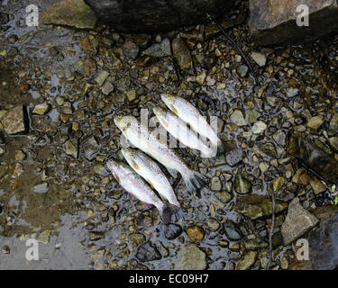 Cinq poissons truite affiché sur le terrain. Banque D'Images