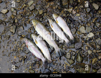 Cinq poissons truite affiché sur le terrain. Banque D'Images