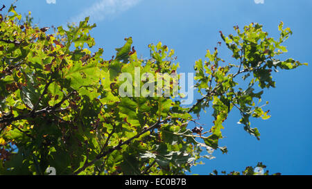 Feuilles de chêne malades sur un chêne (maladie) regardant un ciel bleu clair en été Carmarthenshire pays de Galles Royaume-Uni Grande-Bretagne 2014 KATHY DEWITT Banque D'Images