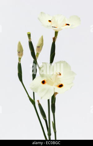 Wild iris Dietes bicolor (jaune) sur fond blanc Banque D'Images