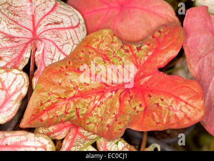 Grappe de feuilles aux couleurs vives de Caladiums y compris dans des teintes rouge, blanc et vert avec des motifs variés Banque D'Images