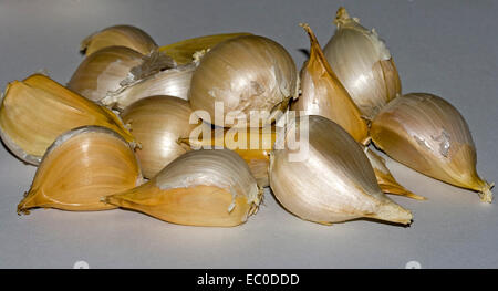 Cluster of freshly harvested golden brown gousses d'ail éléphant géant / russe, sur fond pâle Banque D'Images