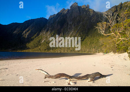 Lake Rhona, mis en commun sur les pentes de la gamme Denison Banque D'Images