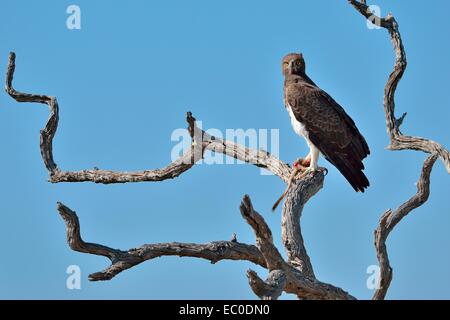 (Polemaetus bellicosus Martial Eagle),sur une branche, avec la queue et la patte d'un cat dans ses serres, Etosha, Namibie, Afrique Banque D'Images