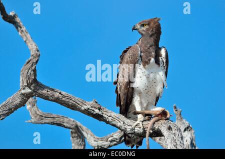 (Polemaetus bellicosus Martial Eagle),sur une branche, avec la queue et la patte d'un cat dans ses serres, Etosha, Namibie, Afrique Banque D'Images