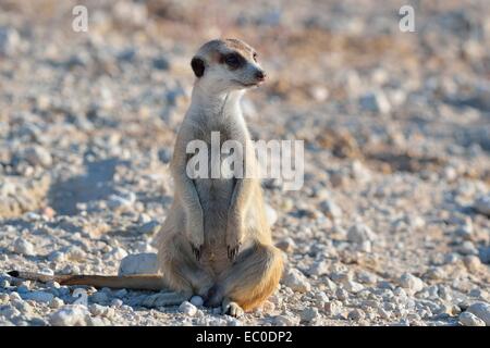 Meerkat (Suricata suricatta), mâle adulte, assis le long d'une route de gravier, Kgalagadi Transfrontier Park, Northern Cape, Afrique du Sud Banque D'Images