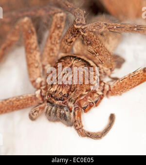 A proximité des grandes rousses femme araignée huntsman, avec ligne d'yeux sur la tête brune, couché sur cocon de soie blanche Banque D'Images