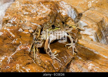 La grenouille léopard de plaine Lithobates yavapaiensis Catalina, comté de Pima, Arizona, United States 9 juin des profils des Ranidés Banque D'Images