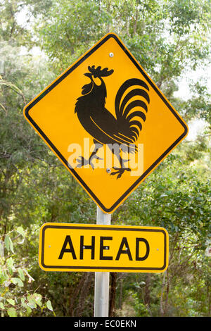 Jaune et Noir officiel signal routier Les conducteurs d'avertissement à l'attention aux coqs de l'avant et traverser la route dans les régions rurales de l'Australie Banque D'Images