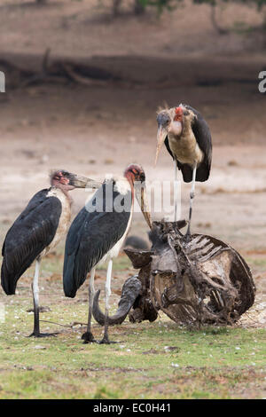 Les cigognes (crumeniferus Marabou Flamant rose (Phoenicopterus ruber) sur la carcasse, le Parc National de Chobe, au Botswana Banque D'Images