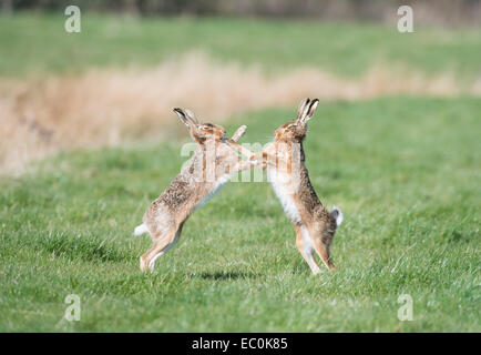Lièvre brun (Lepus europaeus), mâle et femelle adultes 'boxing' au printemps la saison des amours. East Anglia, Royaume-Uni Banque D'Images