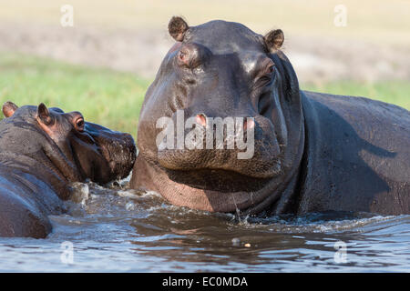Hippopotame (Hippopotamus amphibius) pod en rivière, Chobe National Park, Botswana, Africa Banque D'Images