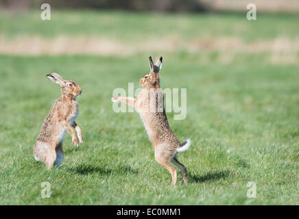 Lièvre brun (Lepus europaeus), mâle et femelle adultes 'boxing' au printemps la saison des amours. East Anglia, Royaume-Uni Banque D'Images