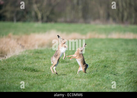 Lièvre brun (Lepus europaeus), mâle et femelle adultes 'boxing' au printemps la saison des amours. East Anglia, Royaume-Uni Banque D'Images