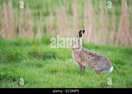 European Brown Hare (Lepus europaeus) dans un pré, au Royaume-Uni. Banque D'Images