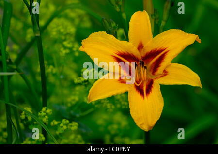 Portrait de l'hémérocalle Hemerocallis 'coeur' dans une fleur de jardin border Banque D'Images