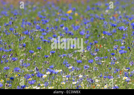 Fleurs sauvages, y compris les bleuets (Centaurea cyanus), d'être cultivées pour la semence par Meeddm, sapin, ferme, Merseyside Banque D'Images