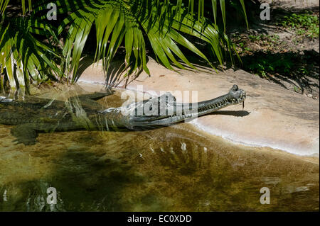 Crocodile indien mature (Gavialis gangeticus) mâle captif avec tête hors de l'eau montrant le ghara, le long museau et les dents emboîtées. Banque D'Images