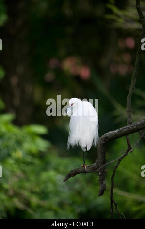 Egret enneigé (Egretta thula) avec un plumage reproducteur perçant sur un pied sur une branche avec la tête tournée vers la caméra, Floride. Banque D'Images