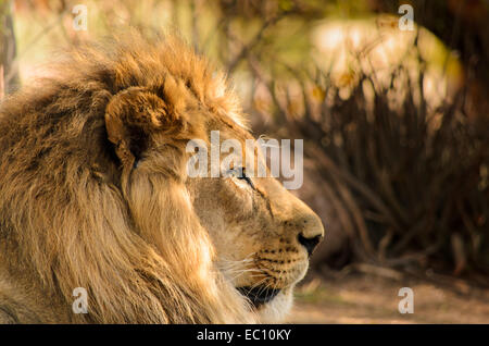 Lion mâle headshot profil Banque D'Images