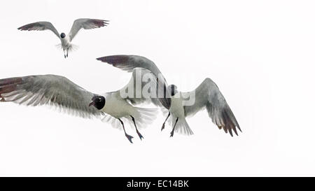 Un éditorial de monochromatique Mouette en vol. Banque D'Images