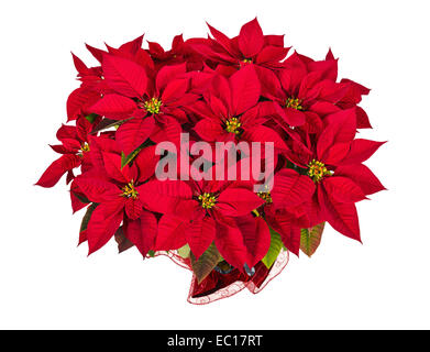 Red poinsettia (Euphorbia pulcherrima), alias l'Étoile de Noël, isolated on white Banque D'Images