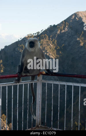 Monkey Sitting on Railing Banque D'Images