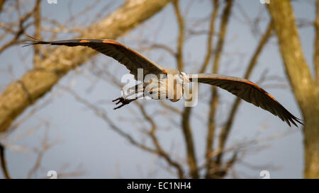 Grand Héron en vol. Banque D'Images