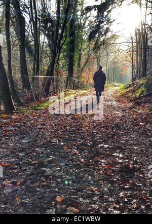 Dunsford, Devon, UK. 8 Décembre, 2014. Soleil du matin et le dernier les couleurs de l'automne dans les bois Fingle, Devon. Credit : nidpor/Alamy Live News Banque D'Images