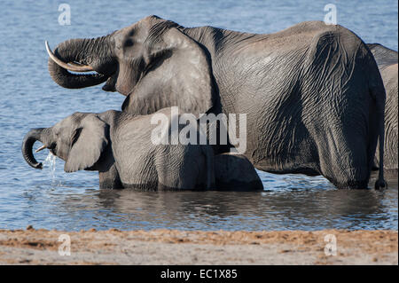 L'éléphant africain (Loxodonta africana), les adultes et les jeunes animaux de boire à la rivière, Kasane, Chobe National Park, Botswana Banque D'Images