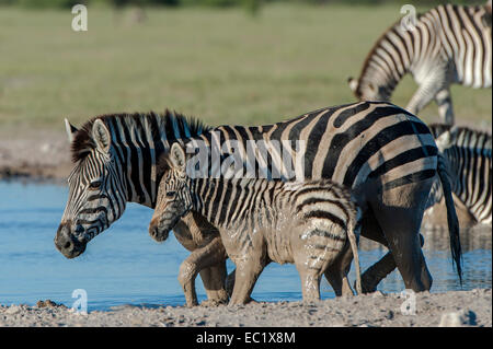 Le zèbre de Burchell (Equus quagga burchelli), mare et son poulain à un étang, Nxai Pan National Park, Botswana Banque D'Images