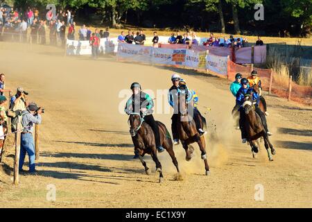 Course de chevaux sauvages sans selle à la Su Palu de Sa Itria festival Gavoi, Province de Nuoro, Italie, Europee Banque D'Images