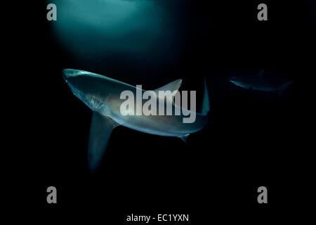 Le requin soyeux (Carcharhinus falciformis), de nuit, Îles Revillagigedo, Socorro, Punta Tosca, Mexique Banque D'Images